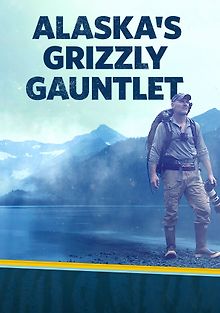 Гризли Аляски бросают вызов