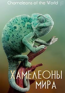 Хамелеоны мира