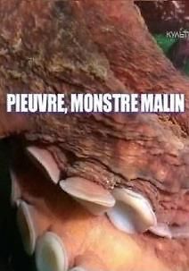 Хитроумный осьминог