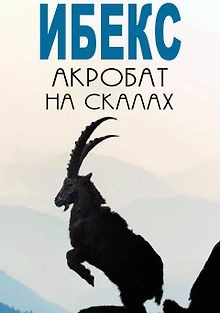 Ибекс: Акробат на скалах