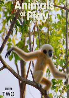 Игры животных