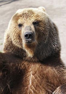 Интернат для медвежат