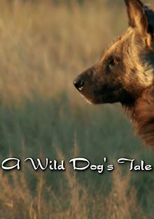 История одной гиеновой собаки