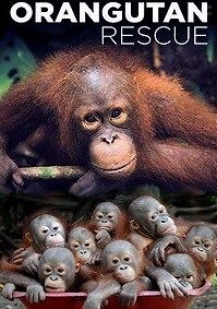 Как спасти орангутана