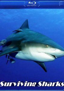 Как выжить среди акул