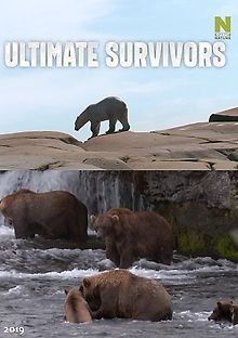 Как выживают медведи