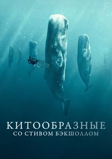 Китообразные со Стивом Бэкшоллом