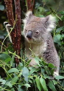 Коалы острова кенгуру. Гонка со временем