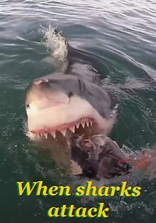 Когда акулы нападают