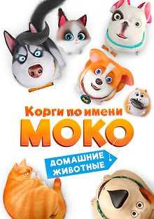Корги по имени Моко. Домашние животные