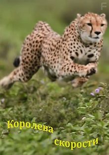 Королева скорости