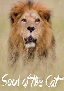 Кошачья душа