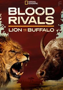 Кровная вражда. Лев против буйвола