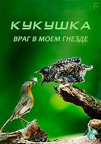 Кукушка - враг в моем гнезде
