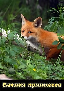 Лесная принцесса