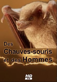 Летучие мыши и люди