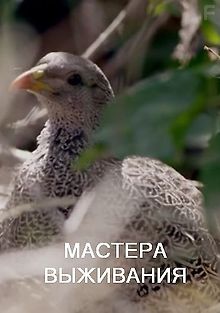 Мастера выживания
