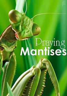 Насекомые «Чужие» Молящийся Богомол