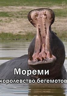 Мореми: королевство бегемотов