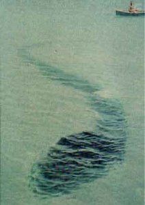 Морские чудовища: в поисках гигантского кальмара