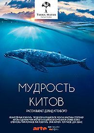 Мудрость китов