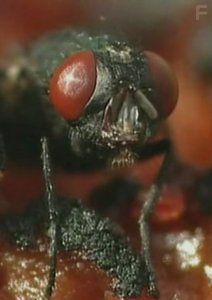 Мухи и пиявки, мерзкие существа