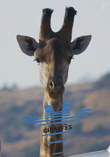 На прогулке с жирафами