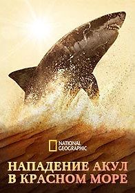 Нападение акул в Красном море
