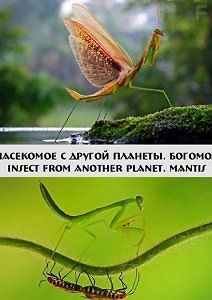 Насекомое с другой планеты. Богомол