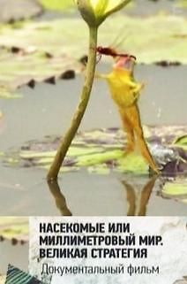 Насекомые или миллиметровый мир
