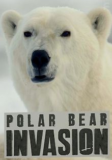 Нашествие полярных медведей