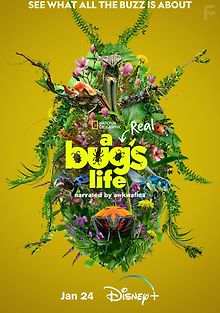 Настоящая жизнь жука