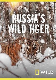 Nat Geo Wild: Дикие тигры России