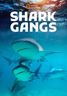 Акульи банды