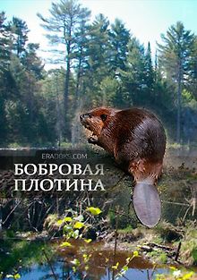 National Geographic: Бобровая плотина