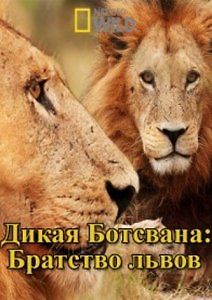 National Geographic. Дикая Ботсвана: Братство львов