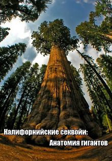 National Geographic. Калифорнийские секвойи: Анатомия гигантов