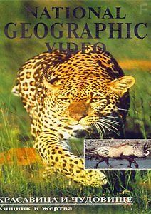 National Geographic: Леопарды
