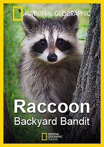 National Geographic: Нашествие енотов