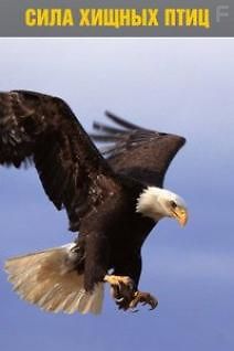 National Geographic: Сила Хищных Птиц