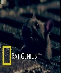 National Georpaghic: Умные Крысы