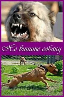 Не вините собаку
