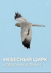 Небесный цирк: Коршуны и луни