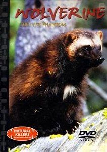 НЕУЛОВИМАЯ РОСОМАХА