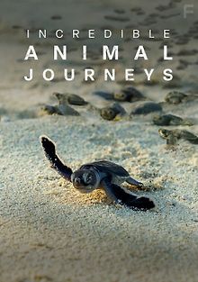 Невероятные путешествия животных