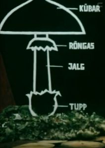 Оператор Кыпс в стране грибов