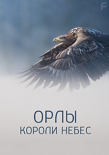 Орлы: короли небес