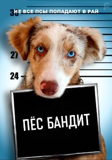 Пёс бандит