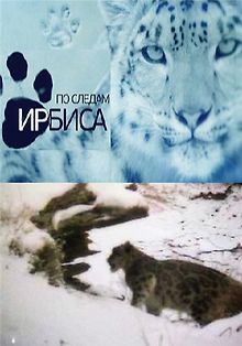 По следам ирбиса
