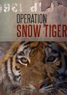 По следам уссурийского тигра